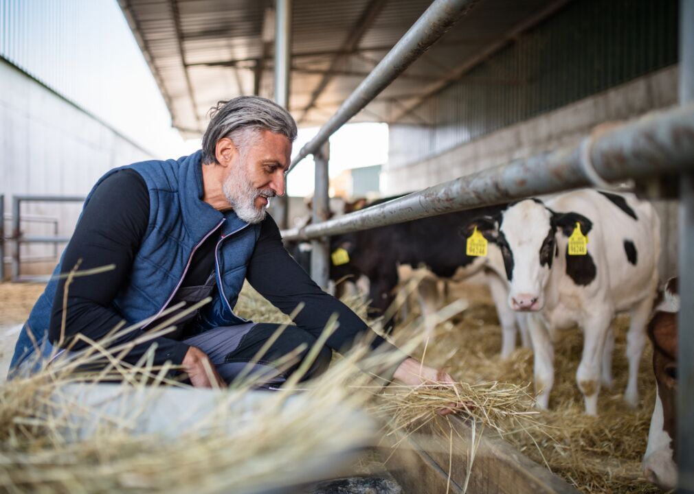 #4 (highest): Bovine meat (dairy herd)